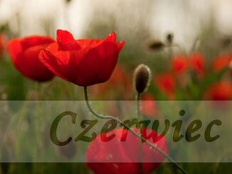 logo czerwca